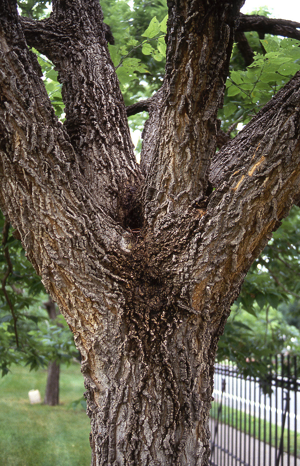 Hackberry for sale Shop Stuart's Stuart's Landscaping & Garden
