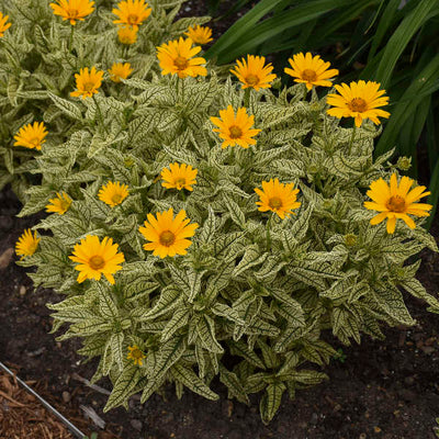 Heliopsis 'Sunstruck' Photo credit & courtesy of Walters Gardens Inc.