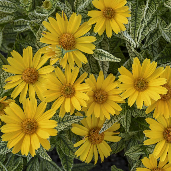 Heliopsis 'Sunstruck' Photo credit & courtesy of Walters Gardens Inc.