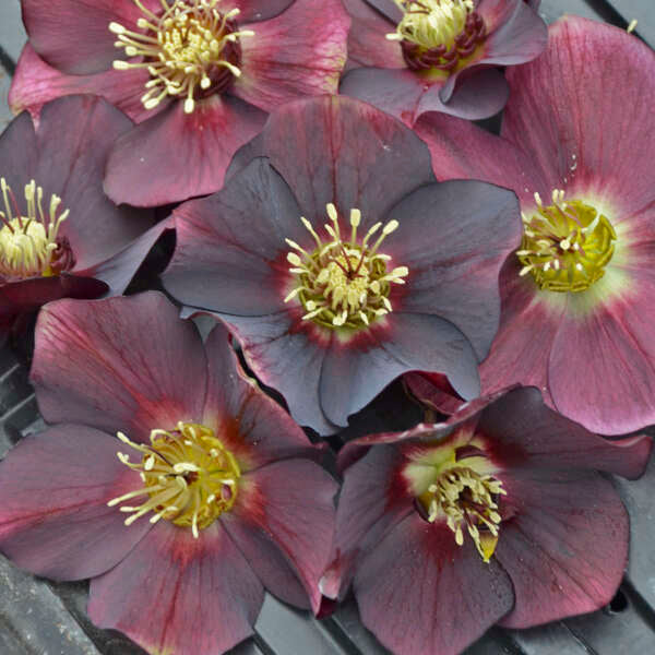 Helleborus 'Rome in Red' Photo credit & courtesy of Walters Gardens, Inc