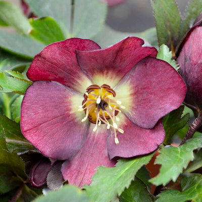Helleborus 'Rome in Red' Photo credit & courtesy of Walters Gardens, Inc