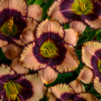Hemerocallis-'Daring Deception' Photo credeit & courtesy of Walters Gardens, Inc.