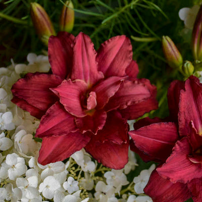 Hemerocallis-Daylily 'Double Pardon Me' Photo credit & courtesy of Walters Gardens Inc.