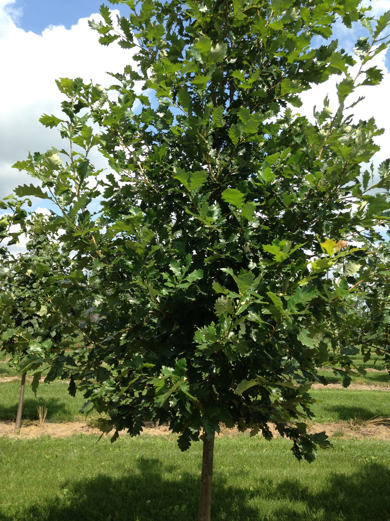 Oak Heritage For Sale | Shop Stuart's