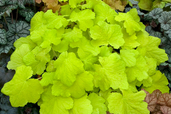 Citronelle Coral Bells Photo courtesy of Bailey Nurseries