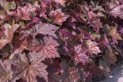 Palace Purple coral bells photo courtesy of Bailey nurseries