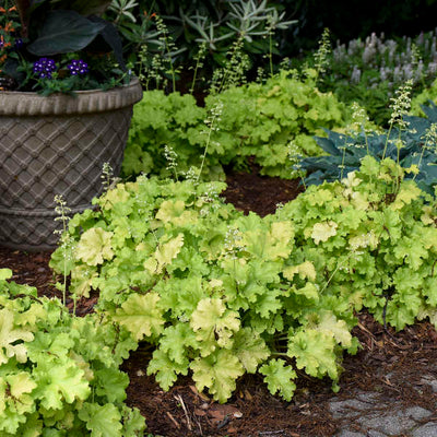 Heuchera "Apple Twist" | Photo credit & courtesy of Walters Gardens, Inc.