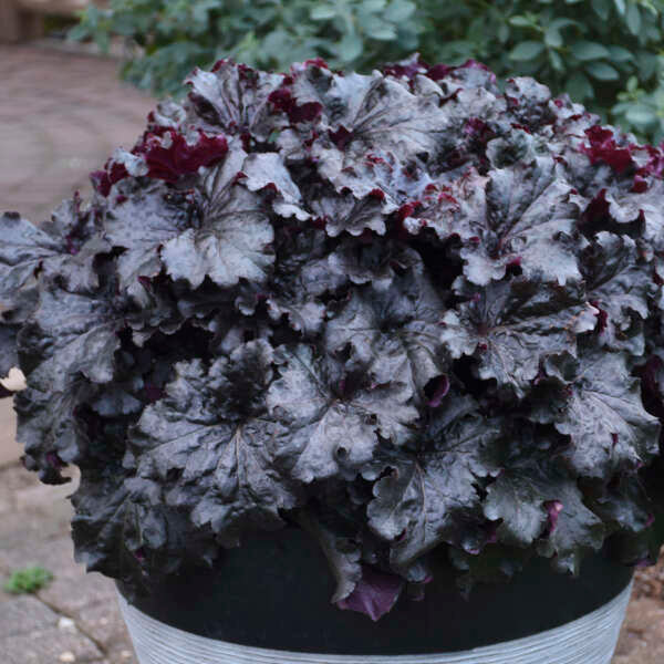 Heuchera-Coral bells 'Evening Gown' Photo credit & courtesy of Walters Gardens, Inc.