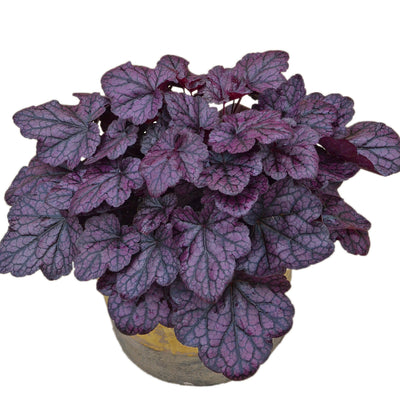 Heuchera-Coral bells 'Grape Expectations' Photo courtesy of Walters Gardens