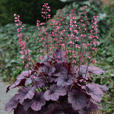 Heuchera-Coral bells 'Grape Timeless', Photo credit & courtesy of Walters Gardens Inc.