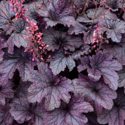Heuchera-Coral bells 'Grape Timeless', Photo credit & courtesy of Walters Gardens Inc.