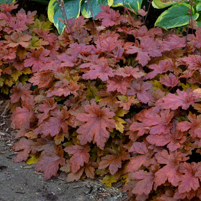 Heucherella 'Hopscotch' | Photo credit & courtesy of Walters Gardens Inc.