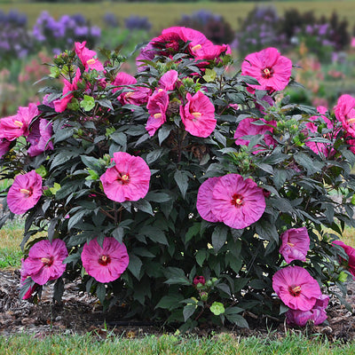 Hibiscus 'Berry Awesome' Photo credit and courtesy of Walter Gardens Inc.