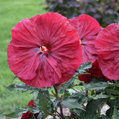 Hibiscus 'Blackberry Merlot', Photo credit & courtesy of Walters Gardens Inc.