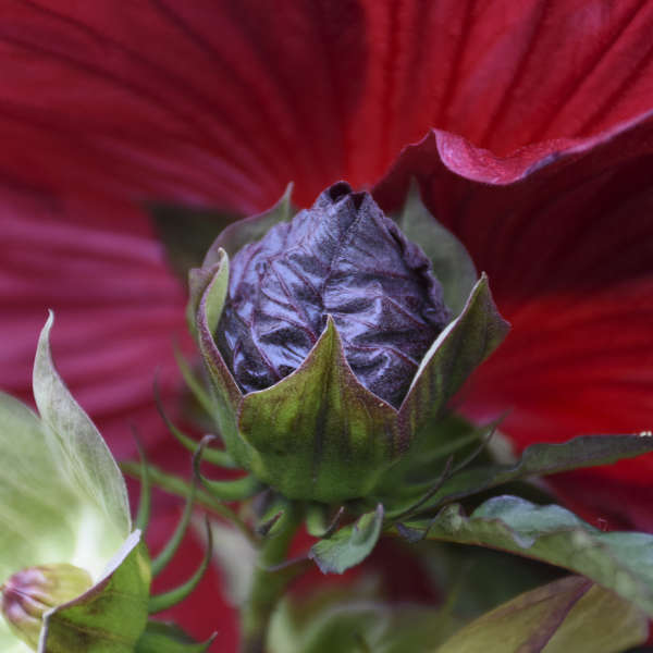 Hibiscus 'Blackberry Merlot', Photo credit & courtesy of Walters Gardens Inc