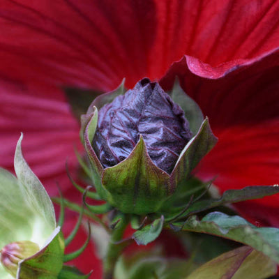 Hibiscus 'Blackberry Merlot', Photo credit & courtesy of Walters Gardens Inc