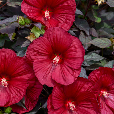 Hibiscus 'Holy Grail' Photo credit & courtesy of Walters Gardens