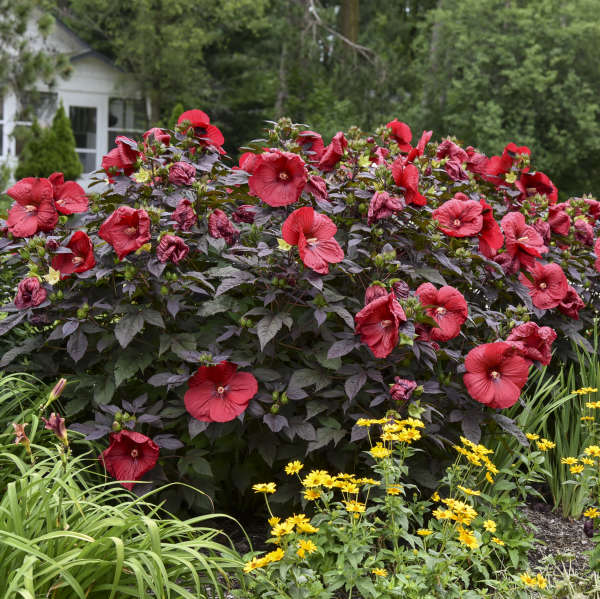 Hibiscus 'Holy Grail' Photo credit & courtesy of Walters Gardens