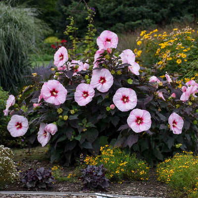 Hibiscus 'Perfect Storm' Photo credit & courtesy of Walters Gardens