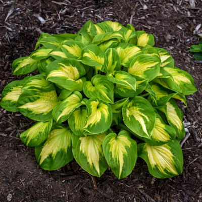 Hosta 'Etched Glass' Photo credit & courtesy of Walters Gardens, Inc.