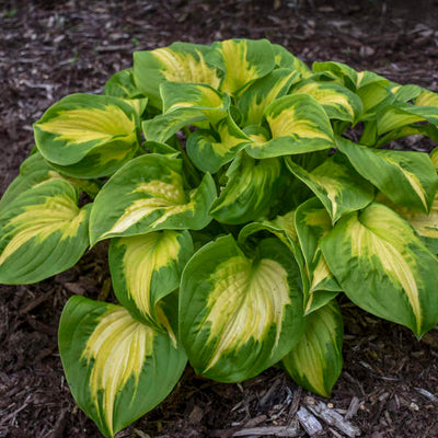 Hosta 'Etched Glass' Photo credit & courtesy of Walters Gardens, Inc.