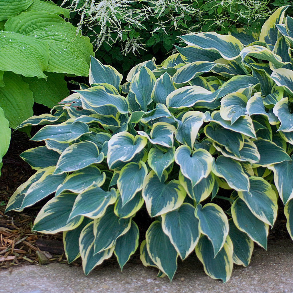 Hosta 'First Frost' Photo courtesy and credit of Walters Gardens