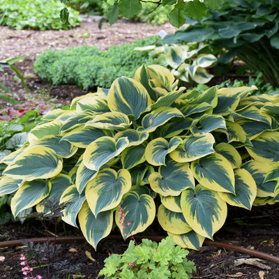 Hosta 'First Frost' Photo courtesy and credit of Walters Gardens