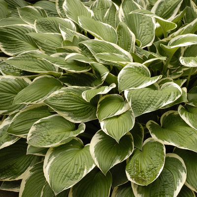 Hosta 'Francee' Photo courtesy of Walters Gardens