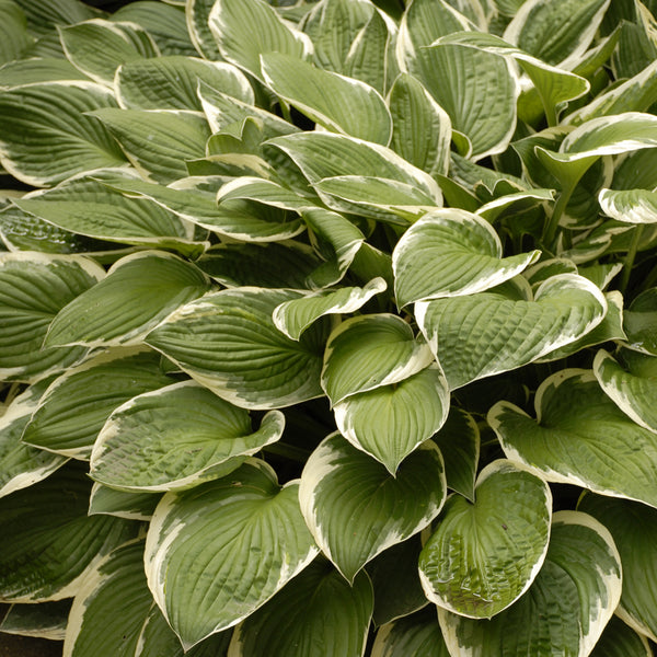 Hosta 'Francee' Photo courtesy of Walters Gardens