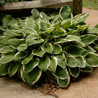 Hosta 'Francee' Photo courtesy of Walters Gardens