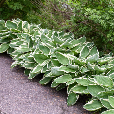 Hosta 'Francee' Photo courtesy of Walters Gardens