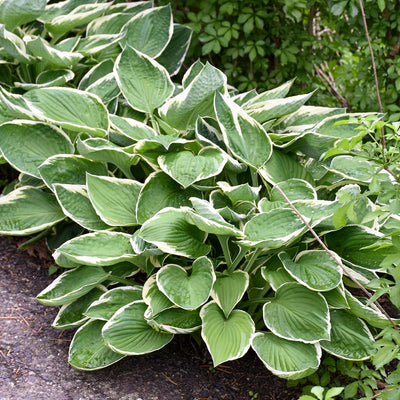 Hosta 'Francee' Photo courtesy of Walters Gardens