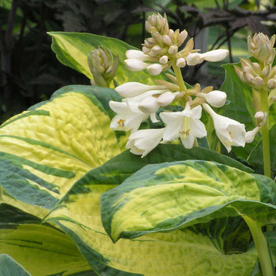 Hosta 'Great Expectations' Photo credit & courtesy of Walters Gardens Inc.