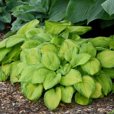 Hosta 'Stained Glass',1 gallon