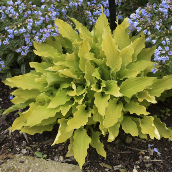 Hosta 'Time in a Bottle' Photo credit & courtesy of Walters Gardens Inc.