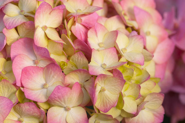 Bloomstruck Hydrangea photo courtesy of Bailey Nurseries