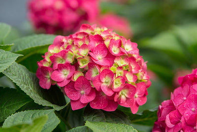 Hydrangea Summer crush photo courtesy of Bailey Nurseries Inc.