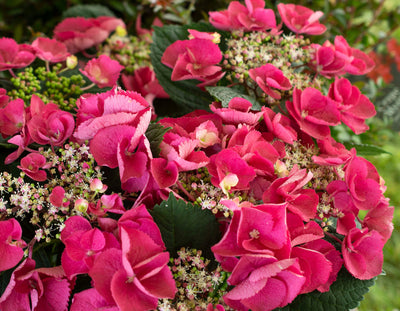 Hydrangea Cherry Explosion Photo credit & courtesy of “Star® Roses and Plants"