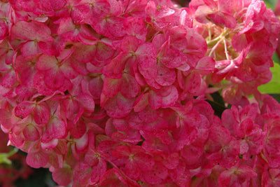 Hydrangea Vanilla Strawberry TF Photo courtesy of Bailey Nurseries