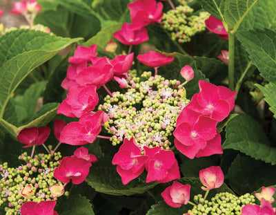 Hydrangea Cherry Explosion Photo credit & courtesy of “Star® Roses and Plants"