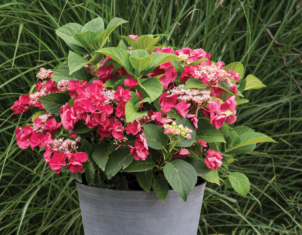 Hydrangea Cherry Explosion Photo credit & courtesy of “Star® Roses and Plants"