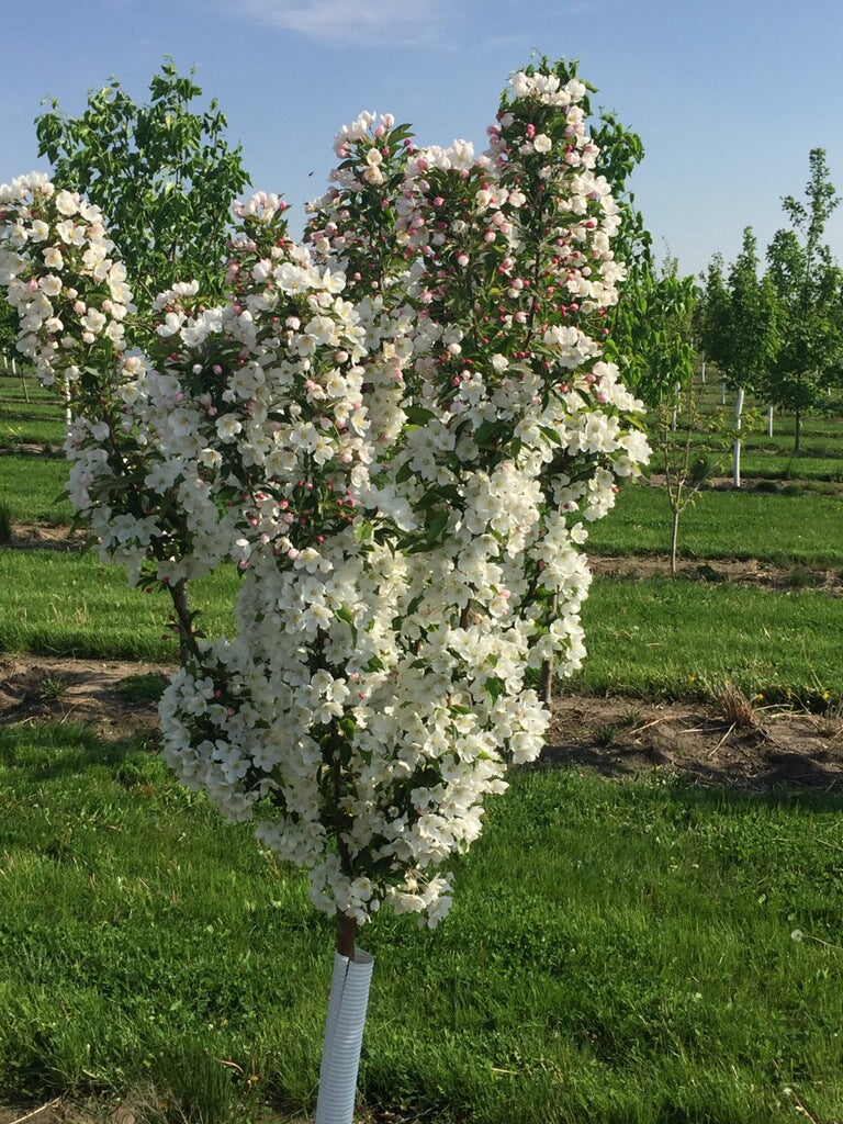 Crabapple-Adirondack white flowers in spring