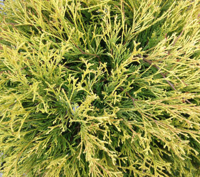 Cypress golden mops foliage