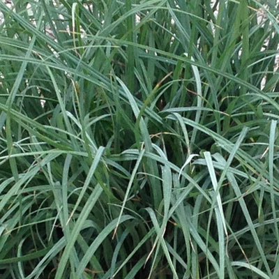 Grass-Carex flacca 'Blue Zinger'