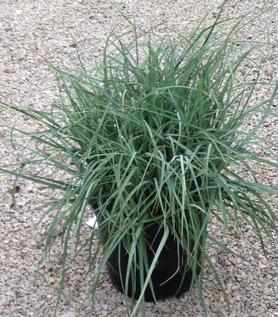 Grass-Carex flacca 'Blue Zinger'