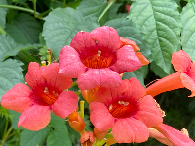 Trumpet vine for sale | Shop Stuart's