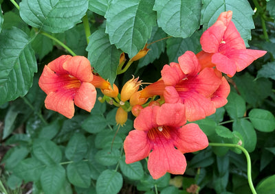 Trumpet vine for sale | Shop Stuart's