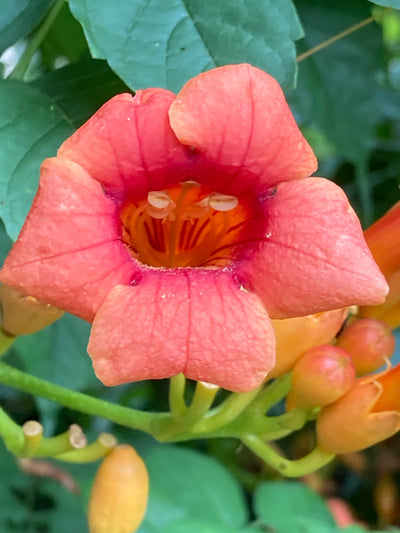 Trumpet vine for sale | Shop Stuart's