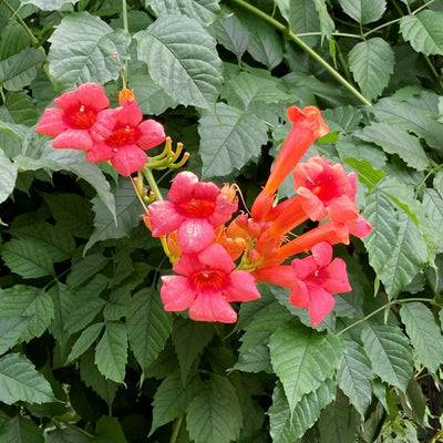 Trumpet vine for sale | Shop Stuart's