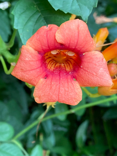 Trumpet vine for sale | Shop Stuart's